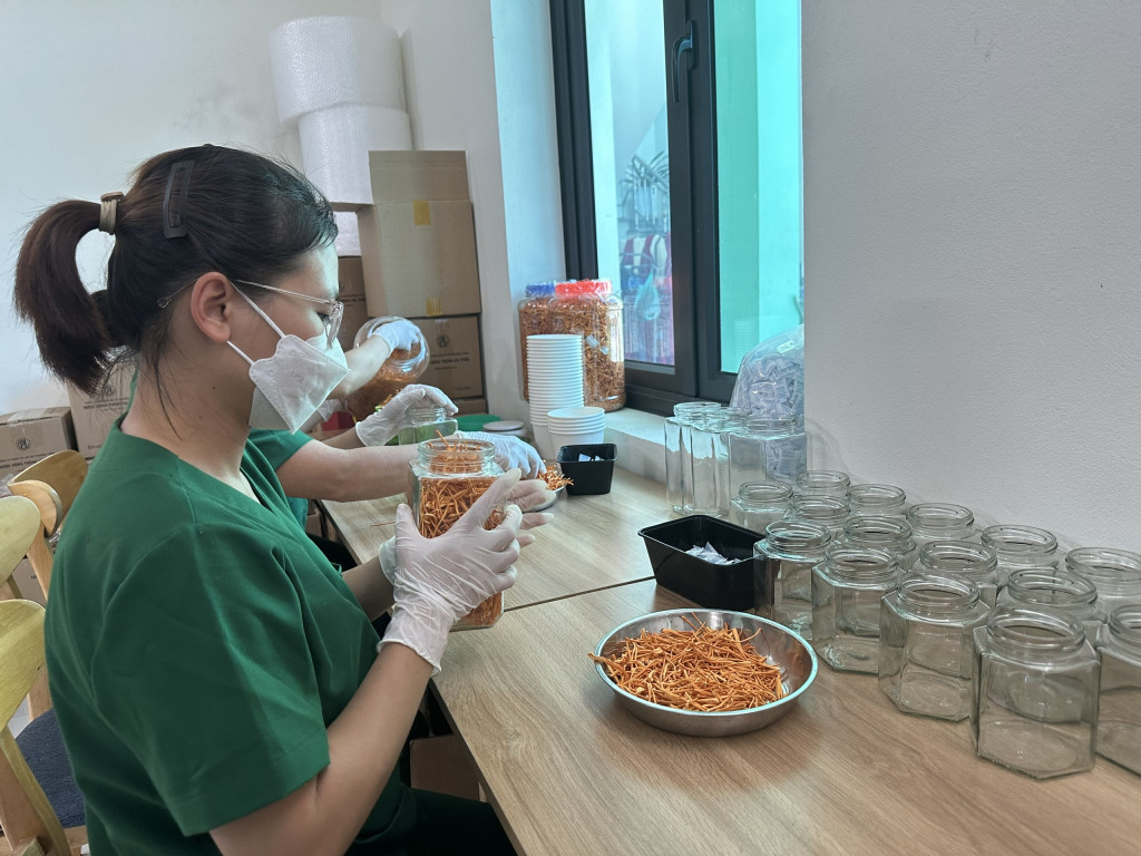 Nhân viên Công ty TNHH Thương mại và sản xuất Phương Thùy đóng gói sản phẩm nấm đông trùng hạ thảo sấy khô.