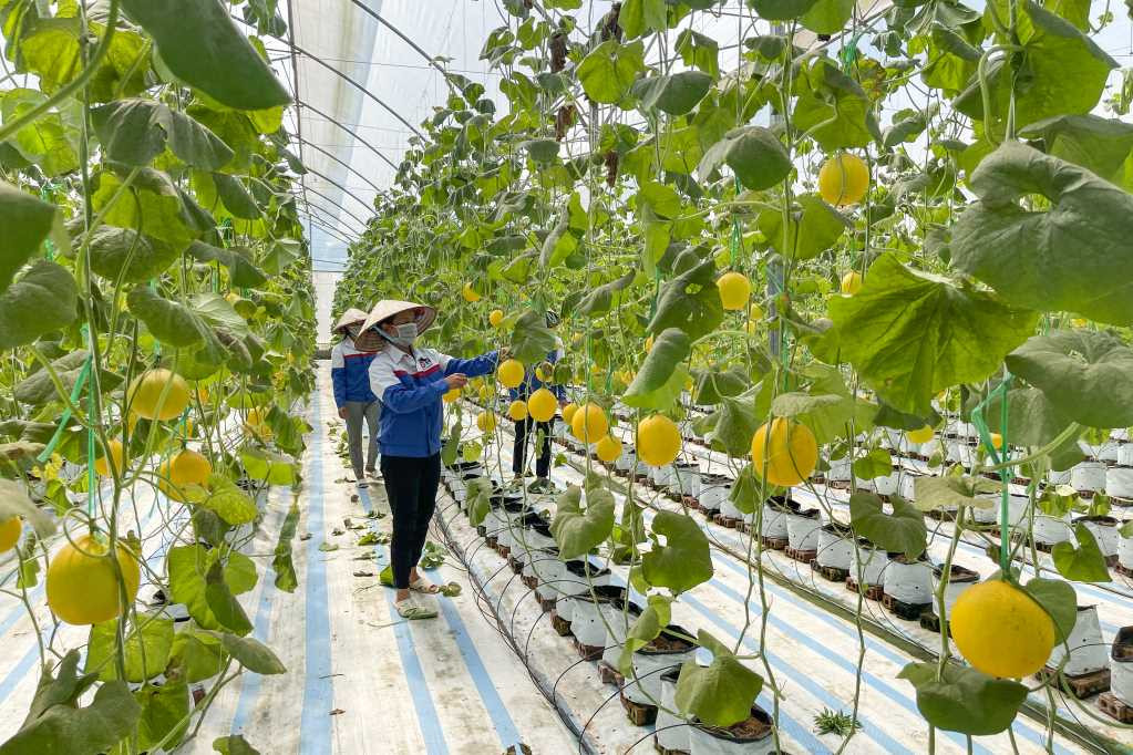 Quảng Ninh "Vẽ Lại Bản Đồ" Nông Sản Thế Giới: Từ Chất Lượng Vượt Trội Đến "Cầu Nối" Toàn Cầu