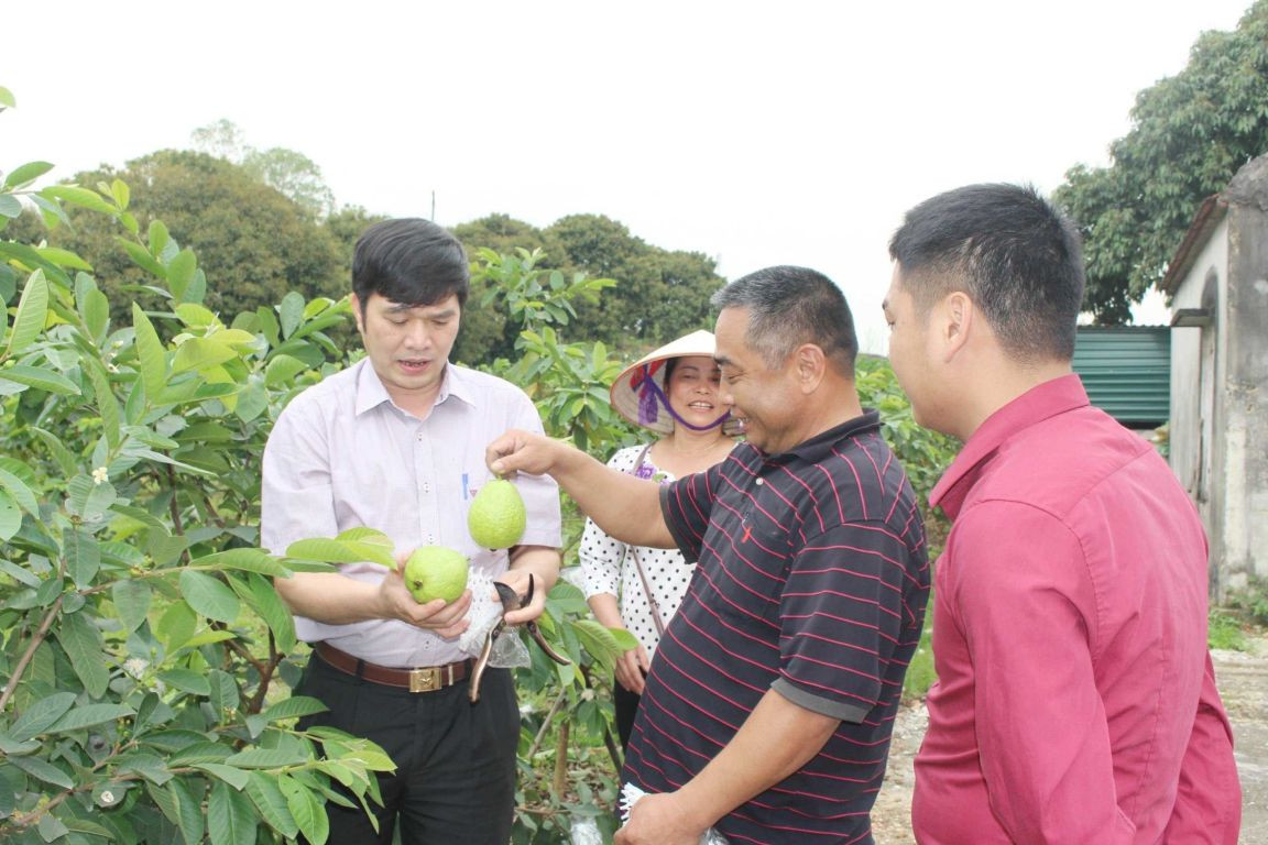 Thành viên HTX tham quan vườn ổi của bà con nông dân