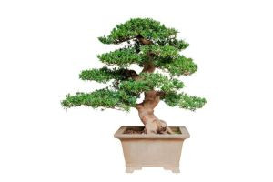 Cây Tùng La Hán - Hồng Thái Tây